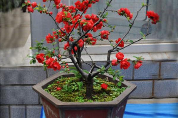 球根海棠市場價格多少錢一盆 球根海棠能活幾年