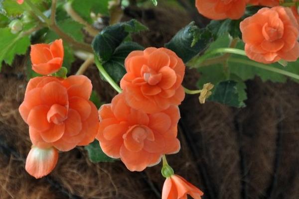 球根海棠種子市場價格多少錢一斤 球根海棠種子的種植方法