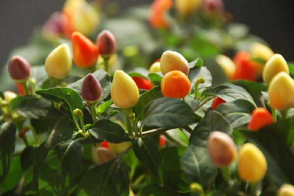 五彩椒種子市場(chǎng)價(jià)格多少錢一斤 五彩椒的品種