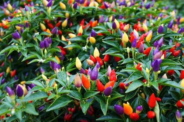 五彩椒種子市場(chǎng)價(jià)格多少錢一斤 五彩椒的品種