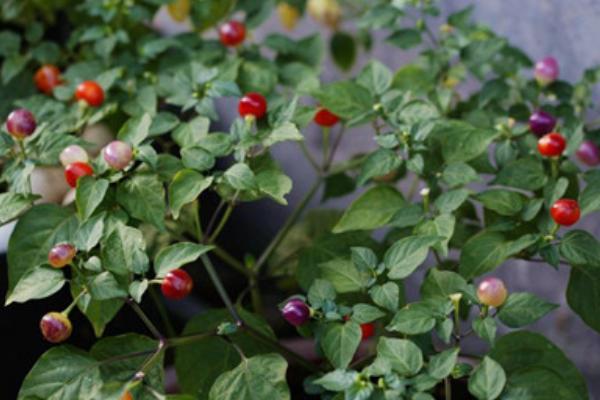 五彩椒種子市場(chǎng)價(jià)格多少錢一斤 五彩椒的品種