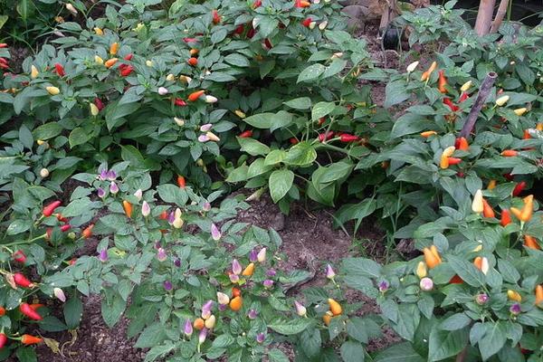 五彩椒種子市場(chǎng)價(jià)格多少錢一斤 五彩椒的品種