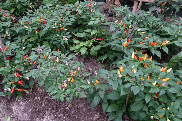 五彩椒怎么種 五彩椒種植技術(shù)與注意事項(xiàng)