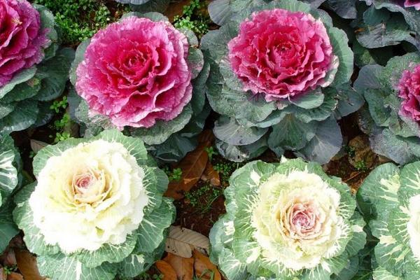 羽衣甘藍(lán)怎么吃 常見(jiàn)羽衣甘藍(lán)家常菜做法