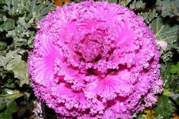 羽衣甘藍的功效與作用及禁忌 羽衣甘藍的營養價值