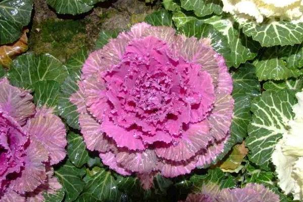 羽衣甘藍的功效與作用及禁忌 羽衣甘藍的營養價值