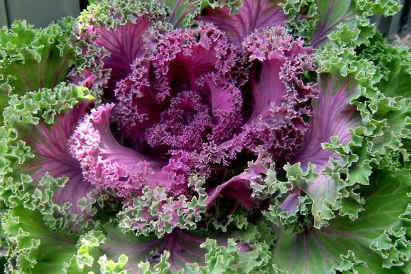 羽衣甘藍的功效與作用及禁忌 羽衣甘藍的營養價值