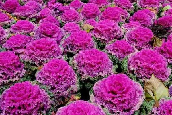 羽衣甘藍的功效與作用及禁忌 羽衣甘藍的營養價值