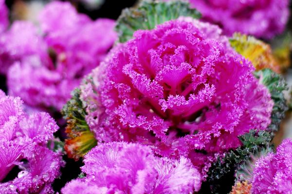 羽衣甘藍的功效與作用及禁忌 羽衣甘藍的營養價值