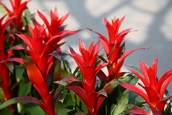 火炬花什么時候開花 火炬花花期是幾月