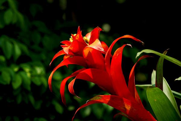 火炬花什么時候開花 火炬花花期是幾月