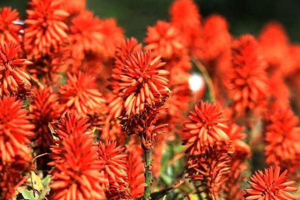 火炬花什么時候開花 火炬花花期是幾月