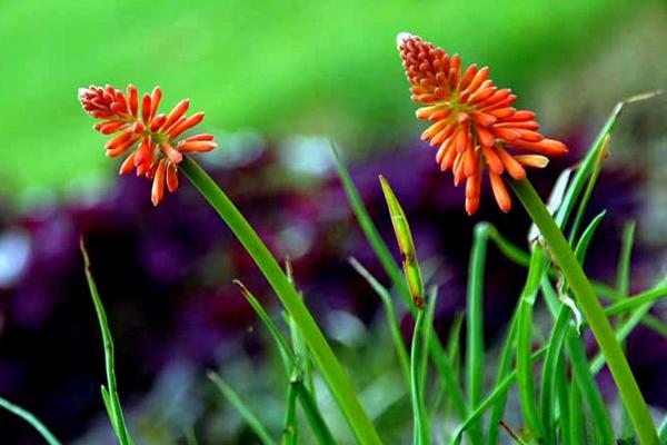 火炬花什么時候開花 火炬花花期是幾月