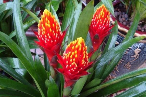 火炬花什么時候開花 火炬花花期是幾月