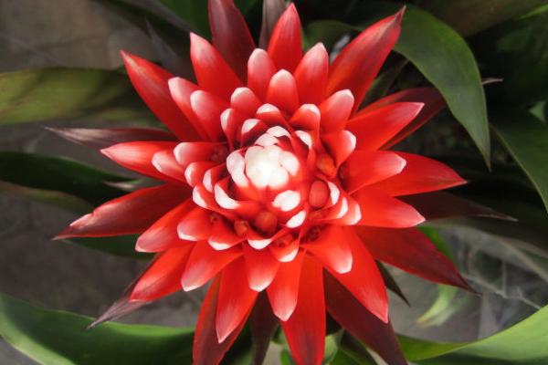 火炬花什么時候開花 火炬花花期是幾月