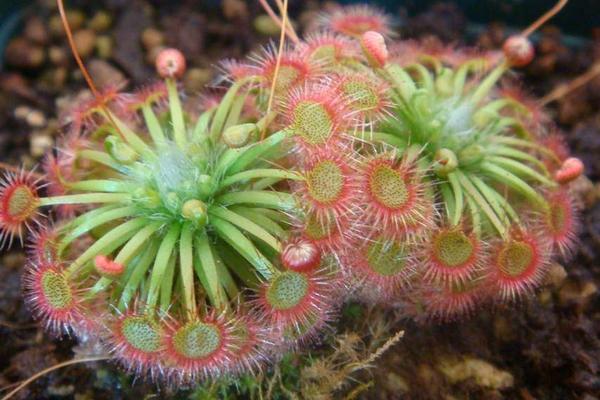 茅膏菜產(chǎn)地在哪里 茅膏菜的養(yǎng)殖方法