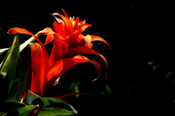 火炬花怎么養 火炬花養殖方法與注意事項