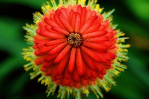 火炬花有毒嗎 火炬花可以放在室內臥室嗎