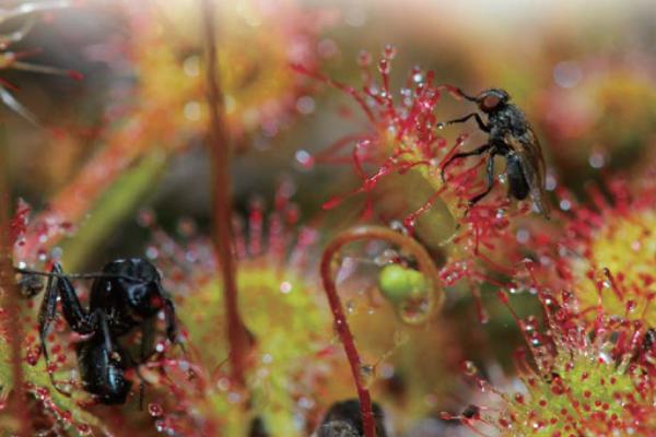 茅膏菜產(chǎn)地在哪里 茅膏菜的養(yǎng)殖方法