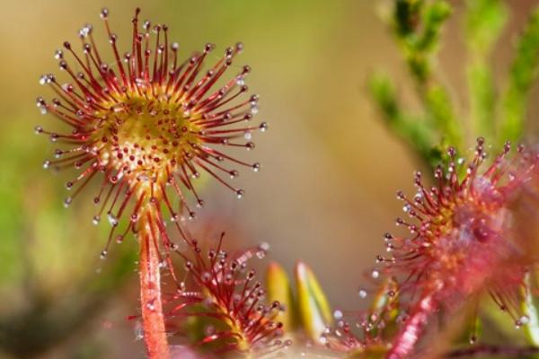 茅膏菜產(chǎn)地在哪里 茅膏菜的養(yǎng)殖方法
