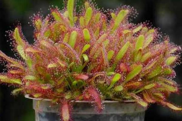 茅膏菜產(chǎn)地在哪里 茅膏菜的養(yǎng)殖方法