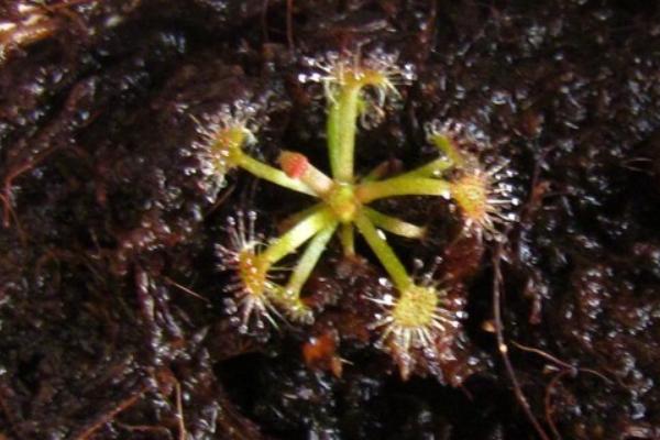 茅膏菜產(chǎn)地在哪里 茅膏菜的養(yǎng)殖方法