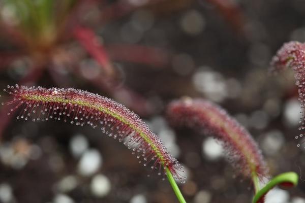 茅膏菜功效與作用及禁忌 茅膏菜藥用價值