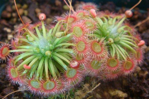 茅膏菜功效與作用及禁忌 茅膏菜藥用價值