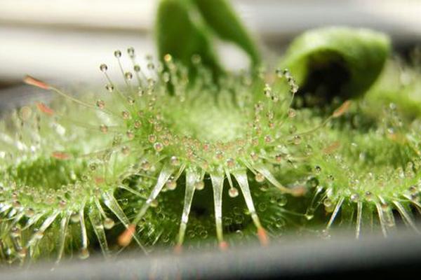 茅膏菜功效與作用及禁忌 茅膏菜藥用價值