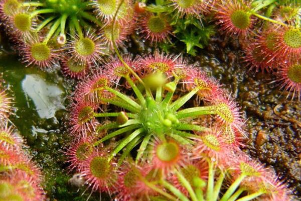 茅膏菜功效與作用及禁忌 茅膏菜藥用價值