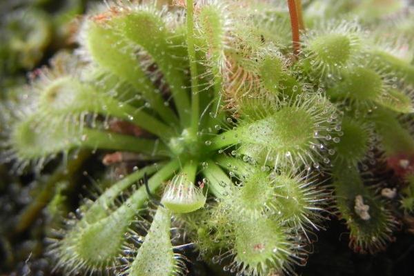 茅膏菜功效與作用及禁忌 茅膏菜藥用價值