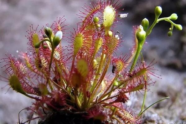 茅膏菜功效與作用及禁忌 茅膏菜藥用價值