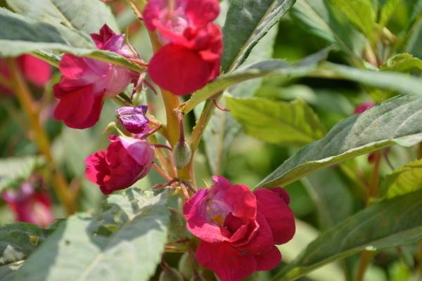 鳳仙花是什么顏色的 鳳仙花是什么花