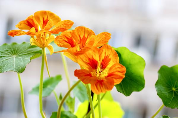 旱金蓮什么時候開花（幾月） 旱金蓮不開花怎么辦