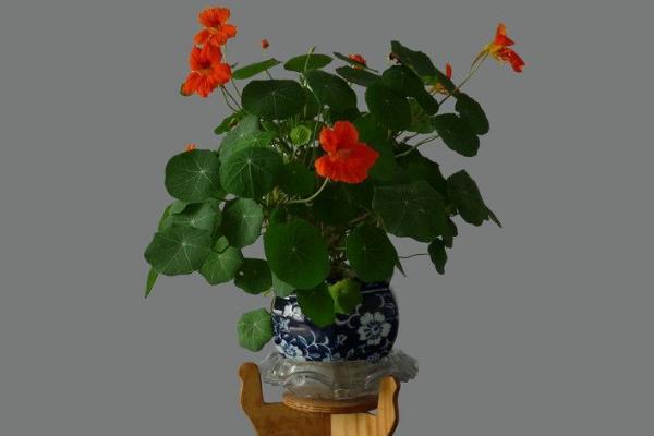 旱金蓮圖片大全 旱金蓮是什么 旱金蓮花語