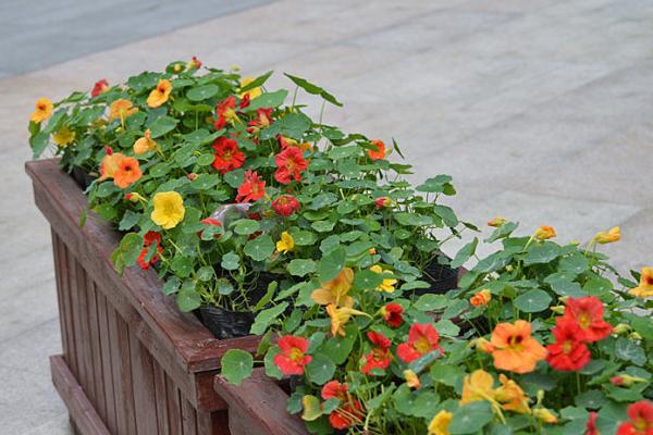 旱金蓮怎么養 旱金蓮養殖方法與注意事項