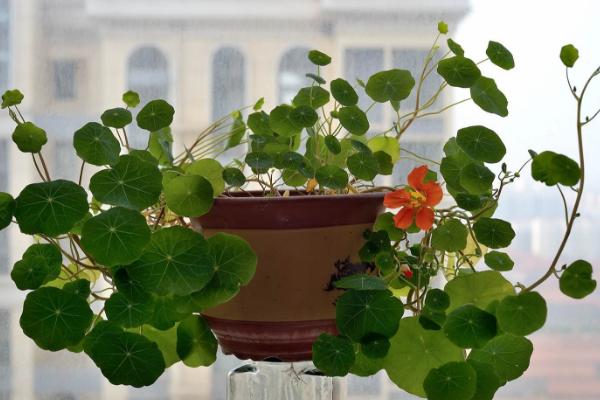 旱金蓮怎么養 旱金蓮養殖方法與注意事項