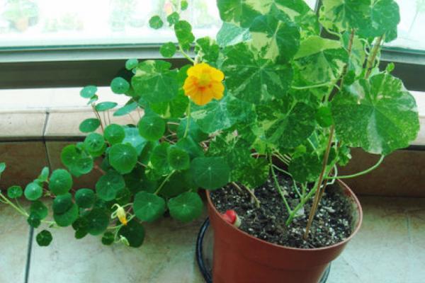 旱金蓮怎么養 旱金蓮養殖方法與注意事項