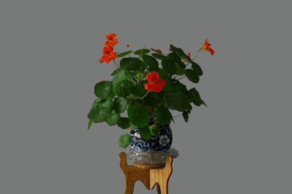 旱金蓮怎么養 旱金蓮養殖方法與注意事項