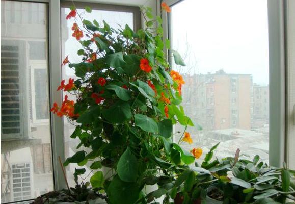 旱金蓮怎么養 旱金蓮養殖方法與注意事項