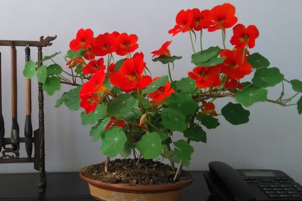 旱金蓮怎么養 旱金蓮養殖方法與注意事項