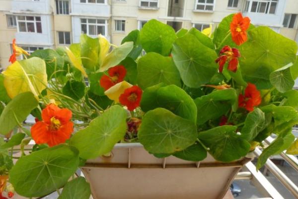 旱金蓮怎么養 旱金蓮養殖方法與注意事項