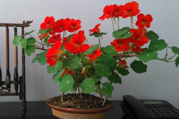 旱金蓮種子市場價格多少錢一斤 旱金蓮種子如何催芽