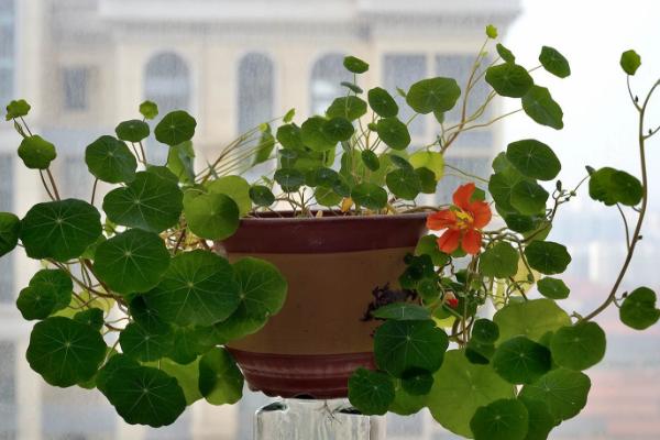 家庭盆栽旱金蓮養殖方法與注意事項 旱金蓮的繁殖方法