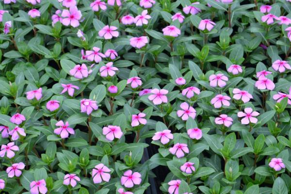 家庭陽臺長春花盆栽養殖方法與注意事項 長春花爆盆的方法