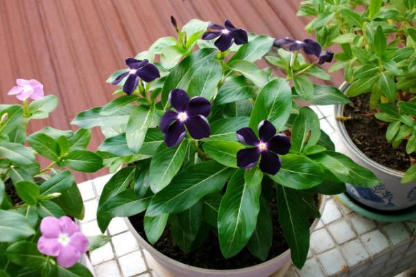 長春花什么時候開花（花期是幾月） 長春花如何播種