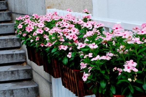 長春花怎么澆水（多久澆一次水） 長春花葉子發黃怎么辦