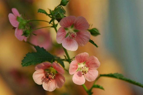 小木槿有毒嗎 小木槿能放在室內臥室嗎