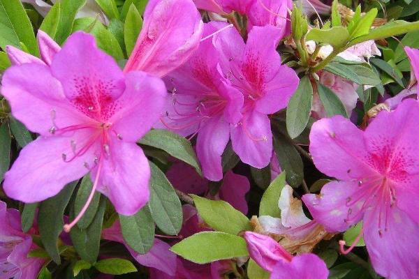 杜鵑花圖片大全 杜鵑花花語及寓意