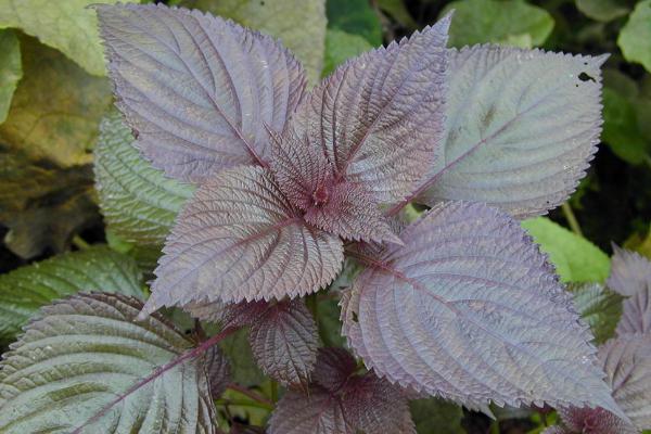 紫蘇什么時候種（幾月） 紫蘇種子怎么種